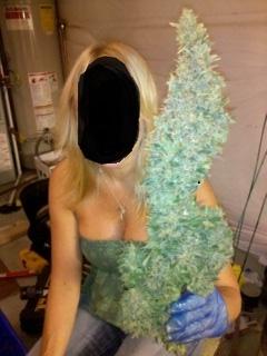 HighYieldGrower's profile picture. Growing huge harvests with kelp and organics indoors and out. check out the blog