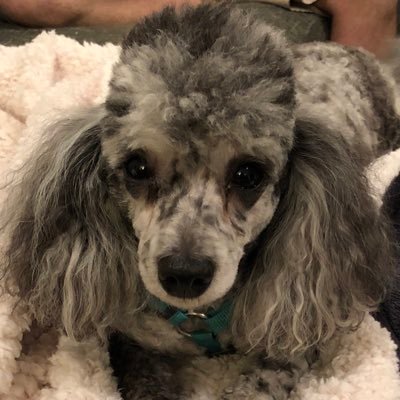 BringLucy's profile picture. My beloved rescue dog, Lucy the Poodle, is MISSING from Tallahassee. Help us bring her home again!