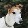 GREY2KUSA's profile picture. GREY2K USA Worldwide is a non-profit organization that works to pass greyhound protection laws, end dog racing and promote greyhound adoption.