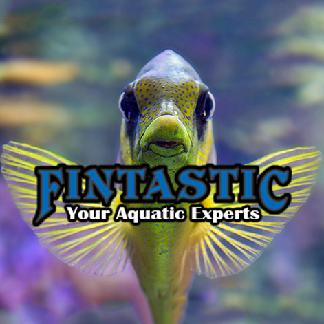 The Carolinas' top full-service aquarium & pond company, specializing in quality freshwater & marine fish & maintenance. https://t.co/ThOiWR2G0P