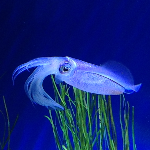 IBrevic's profile picture. 🦑