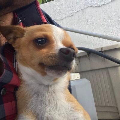 toshiroumezawa's profile picture. Software developer, gamer, MTG