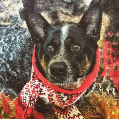 I hail Aussie/German/American roots. Blue Heeler & German Shepard parents from SoDak. Too smart for my own good. Naughty, but a handsome devil!