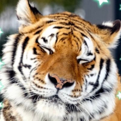 🐯ショコラテ好き🐯さんのプロフィール画像