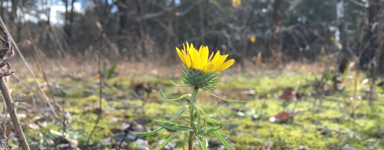 The Tennessee Native Plant Society is a botanical organization for persons interested in the native flora of Tennessee. https://t.co/Rs3TuDcI1A