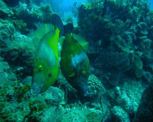 frenchhippie's profile picture. Who DAT!!