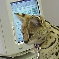 NSFW - 23 - She/Her - Just a Serval on a keyboard