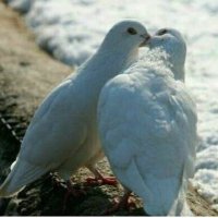 ام فيصل / خطابة مسيار للجادين / جدة (@ksamesyaar) 's Twitter Profile