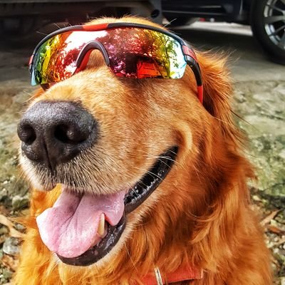 Dash9Zeal's profile picture. ad astra per aspera