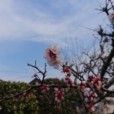 小阪 達也 サタラクラの素顔は当時マジでトラウマだった ハリケンジャー 小阪 達也 サタラクラの素顔は当時マジでトラウマだった ハリケンジャー