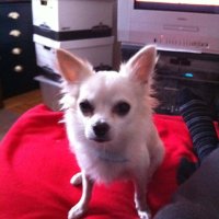 Elizabeth Betowski (@redwhiteprinces) 's Twitter Profile