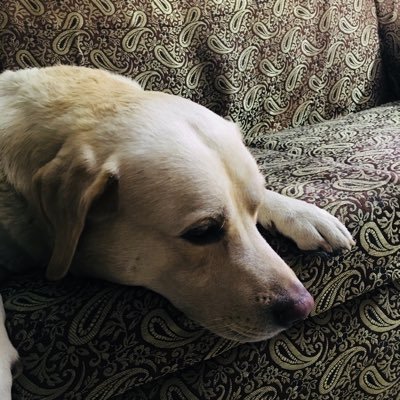 menka_flexus's profile picture. i am a dog lover