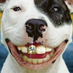 Watch Dog (@watchdogsmile) Twitter profile photo