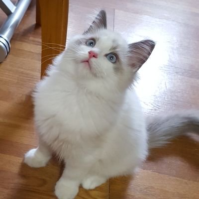 お団子猫 Jyu O Twitter