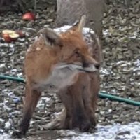 Rosemary Johnson (@rosemar67378666) 's Twitter Profile Photo Rosemary Johnson (@rosemar67378666) 's Twitter Profile Photo