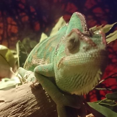 凸安 とっつぁん セールだったので金色のガッシュ完全版をkindleでまとめ買いしたけどやっぱ最高だわ