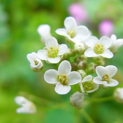 ナズナ ナズナの花言葉 私のすべてを貴方に捧げます ナズナ ナズナの花言葉 私のすべてを貴方に捧げます