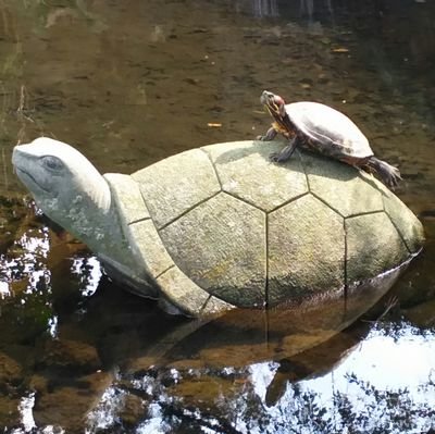 kameruuuu's profile picture. ぱぱぱっぽーん