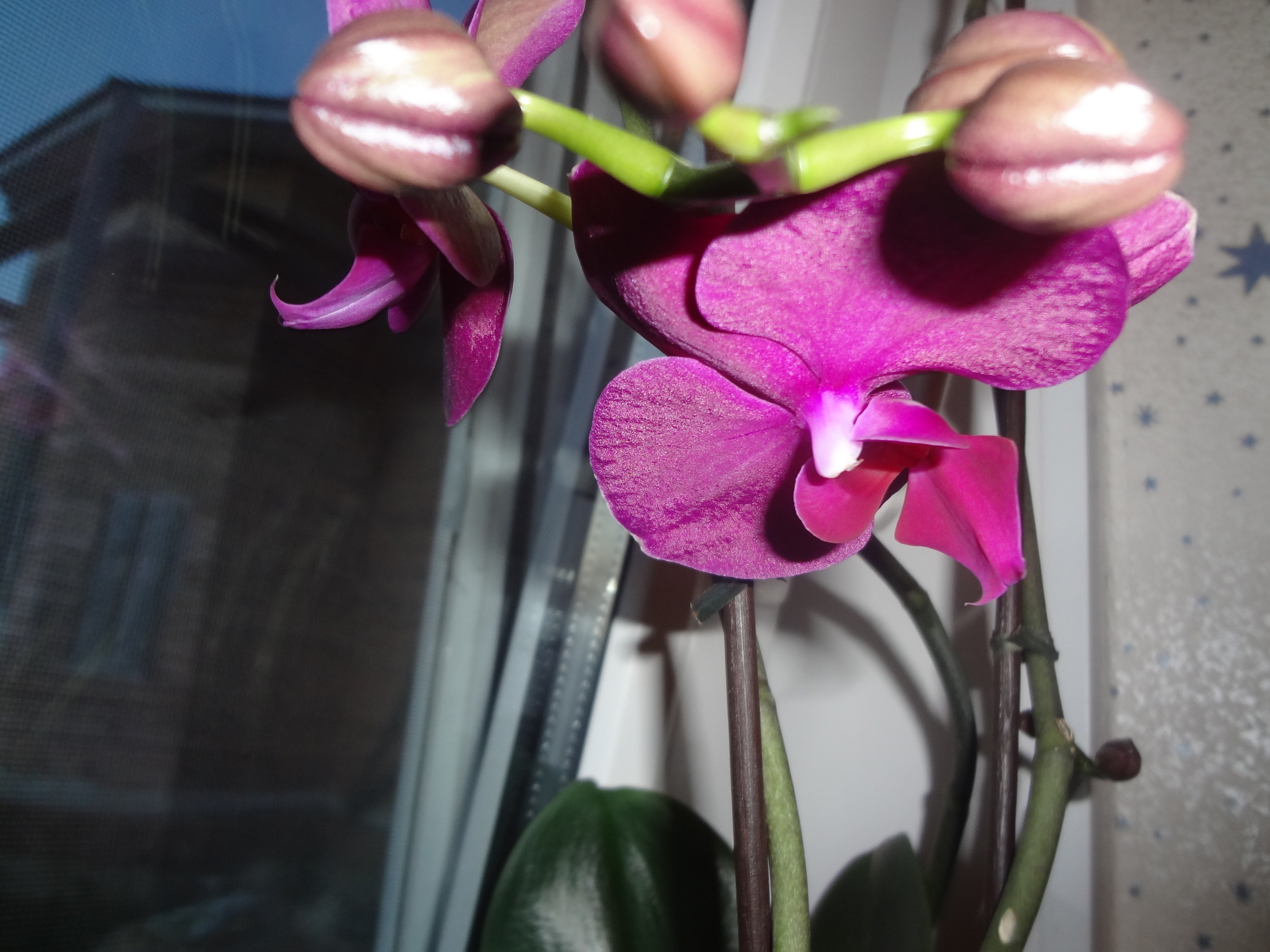 zabirova3's profile picture. kaktus