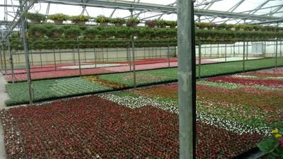 We are a third generation whole sale greenhouse grower specializing in premium grown annual flower porch pots, hanging baskets, and flats.