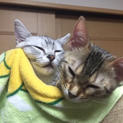 我が家の猫が可愛すぎる件。
紬（つむぎ♀ベンガル）と真子（まこ♀アメショ）、そして新顔の光莉（ひかり♀ペルシャ）

光莉は2021/9/15にFIPとのバトル開始！
そして2022/12/10に見事に勝利！！🎉

画像・動画の転載、無断転載はご自由に。
ただしちゃんと名前は紹介してくださいね😼😼