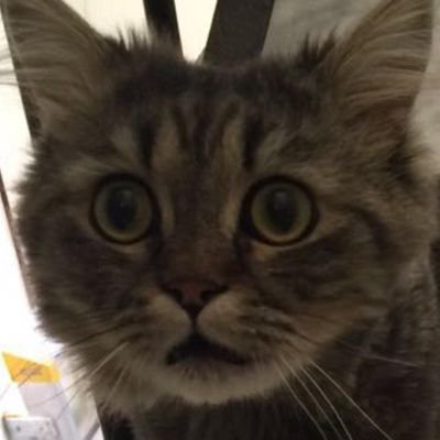 hatoonfc's profile picture. hala madrid y nada más