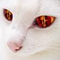 Bakeneko (@inflatablevault) 's Twitter Profile