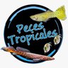 TropicalesPeces's profile picture. Aficionado a la Acuariofilia y comenzando con la Terrariofilia. 
⬇⬇ Podéis ver el vídeo aquí ⬇⬇
https://t.co/iphtpN3HsN