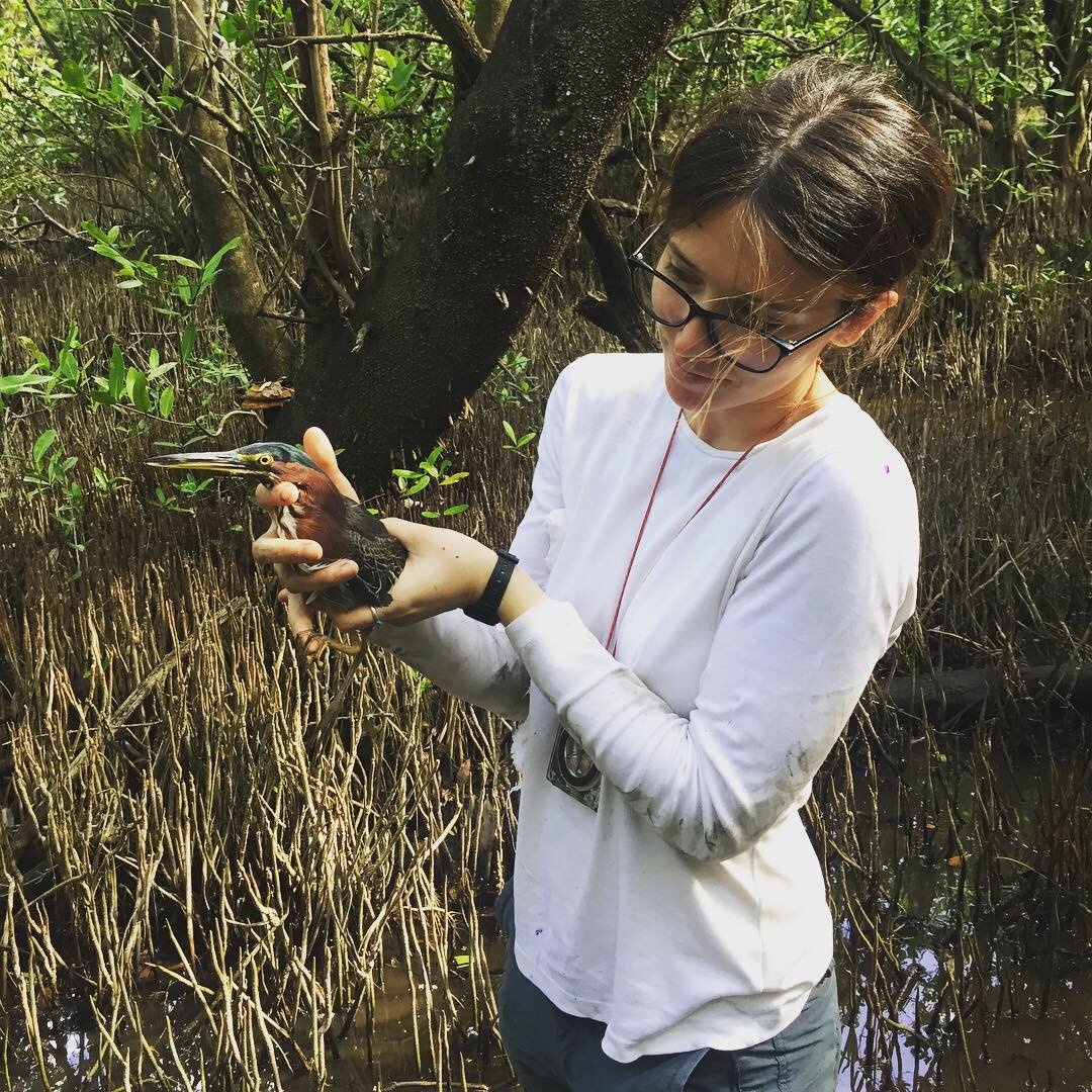 MSc student at Caesar Kleberg Wildlife Research Institute. Studying stopover habitat selection by Buff-breasted Sandpipers. Lover of literature and language.