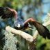 Raptor Center of Tampa (@raptorcentertpa) Twitter profile photo Raptor Center of Tampa (@raptorcentertpa) Twitter profile photo
