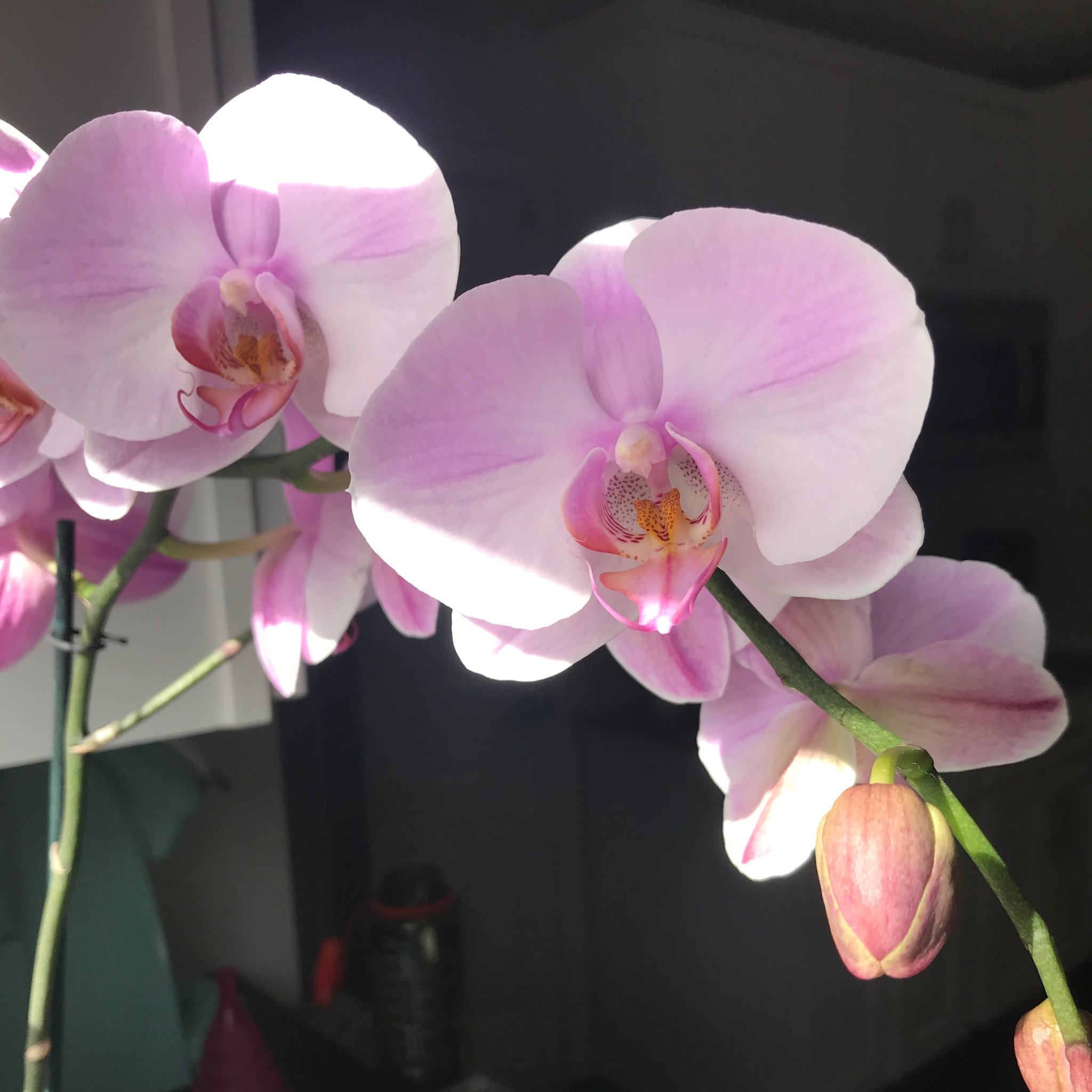 NatalieHuggins3's profile picture. 