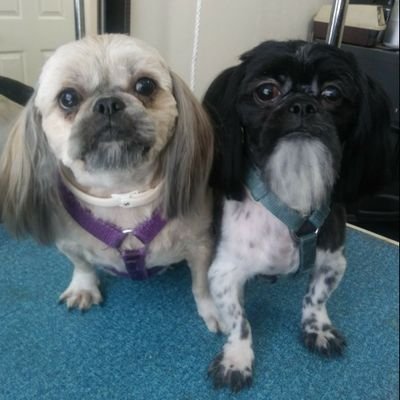 Cynthia13304027's profile picture. Please don't follow me if you're an imposter, I Report and Block all that Do..