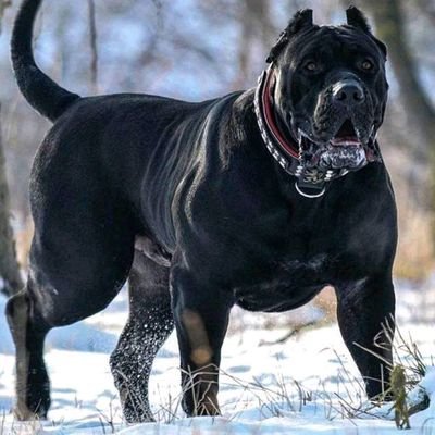 PabloRo83981224's profile picture.