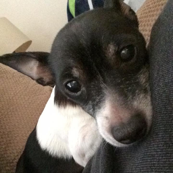 SooSnowy's profile picture. Herm/it/crab I’m a poet