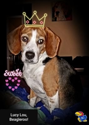 I'm a working pup & beagle extraordinaire! Sweet. Loving. Cuddly. Gentle. Mellow. Rescue→trained Service Dog. My hoomun mom & sibs wuv me & so will Y-O-U!🐶🐾❤️