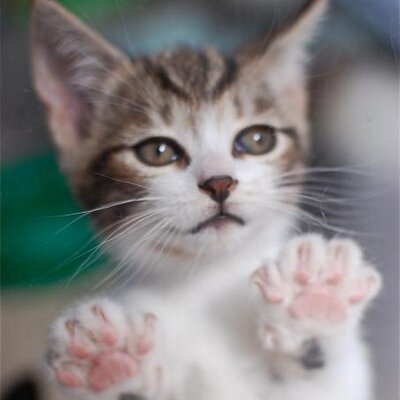 NE Animal Shelter (@NEAnimalShelter) / Twitter NE Animal Shelter (@NEAnimalShelter) / Twitter