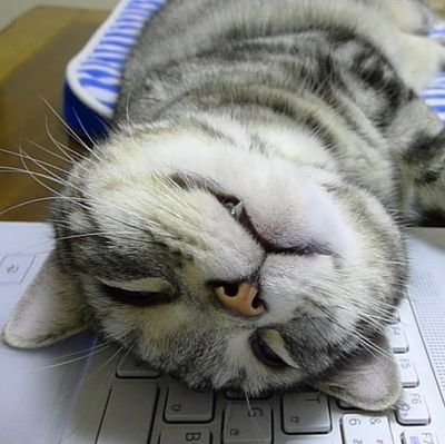 Unreal EngineとC++が大好き!C#もちょっと好き。ゲームや猫も大好きです。
Unreal Engine向けのコードプラグインをよく作っています。