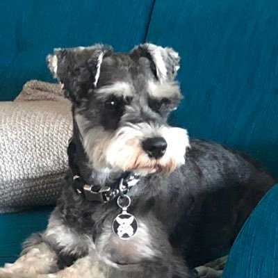 I’m a Schnauzer .. best looking dog in the world and you know it 🐶 ❤️@Gracietheschna1 is my little sister x 🇦🇺 🐾