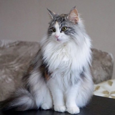 NGRGyv4ce21x9cF's profile picture. 