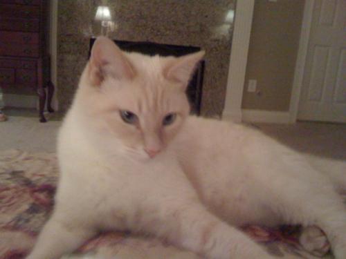 Clysandrou's profile picture. Extra Class Ham Radio, YL, mom. what else is there to know?