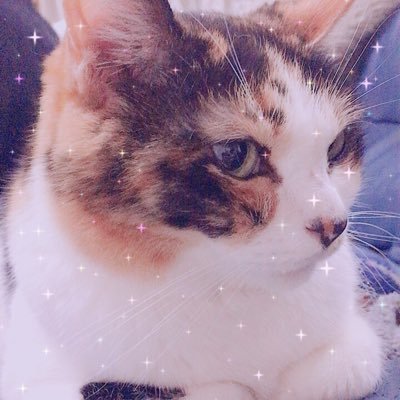 Choko12961708's profile picture. 