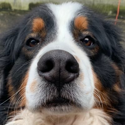 osimejiko's profile picture. 見るだけで満足な人