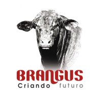Brangus Argentina (@brangusargentin) 's Twitter Profile