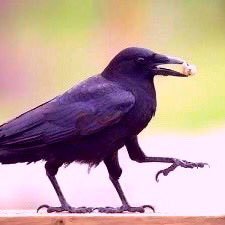 ヤタガラス Y C 3l Twitter ヤタガラス Y C 3l Twitter