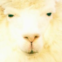 Lieza (@lieza_f_m) 's Twitter Profile Photo