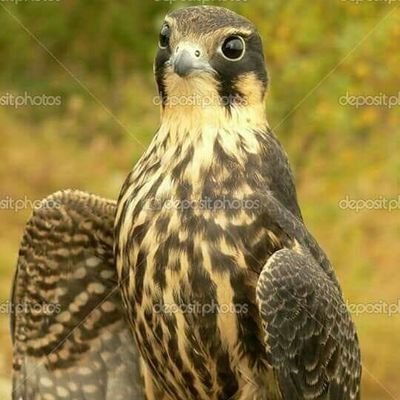 HkpMxgnquh3mrOS's profile picture. 