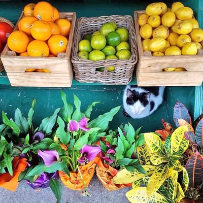 bulbedecerisier's profile picture. Tryna cultivate goodness and empathy up in this bitch.