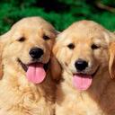 Jasmine Kim - @iluvdogsjasmine - Twitter