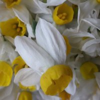 Nurhaq Gulbahar (@helinawelat1) Twitter profile photo