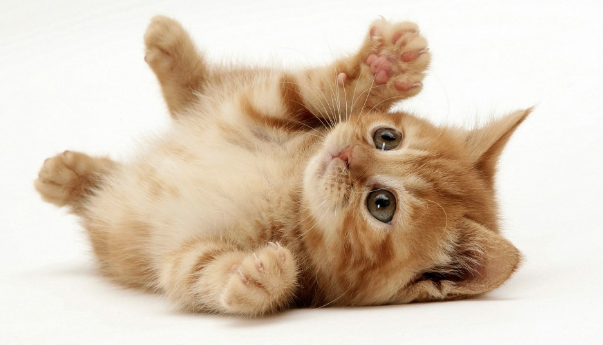 GypsyElla1's profile picture. I respect people and their believes; i have unique talents given by God only, and that nobody can take from me.